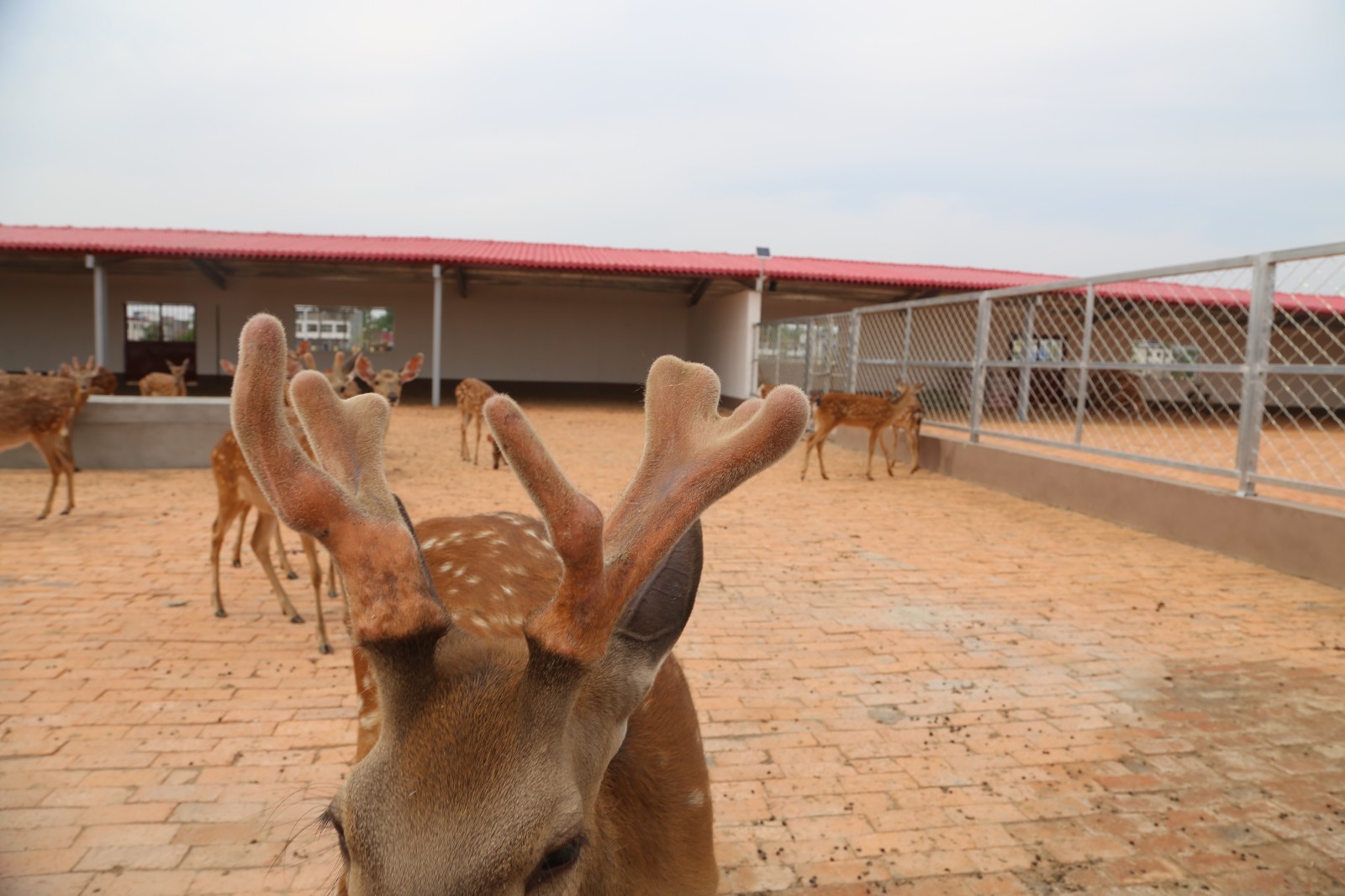 看鹿何须日本奈良，河南新蔡有了自家的龟鹿打卡地